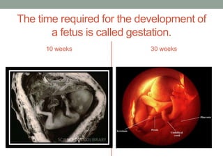 The time required for the development of
       a fetus is called gestation.
      10 weeks              30 weeks
 