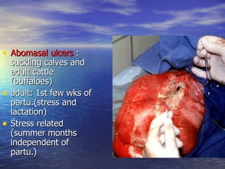 • Abomasal ulcers :
    suckling calves and
    adult cattle
    (buffaloes)
•   adult: 1st few wks of
    partu.(stress and
    lactation)
•   Stress related
    (summer months
    independent of
    partu.)
 