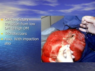 • Calves: dietary
    transition from low
    DM to high DM
•   Trichobezoars
•   Asso. With impaction
    also
 