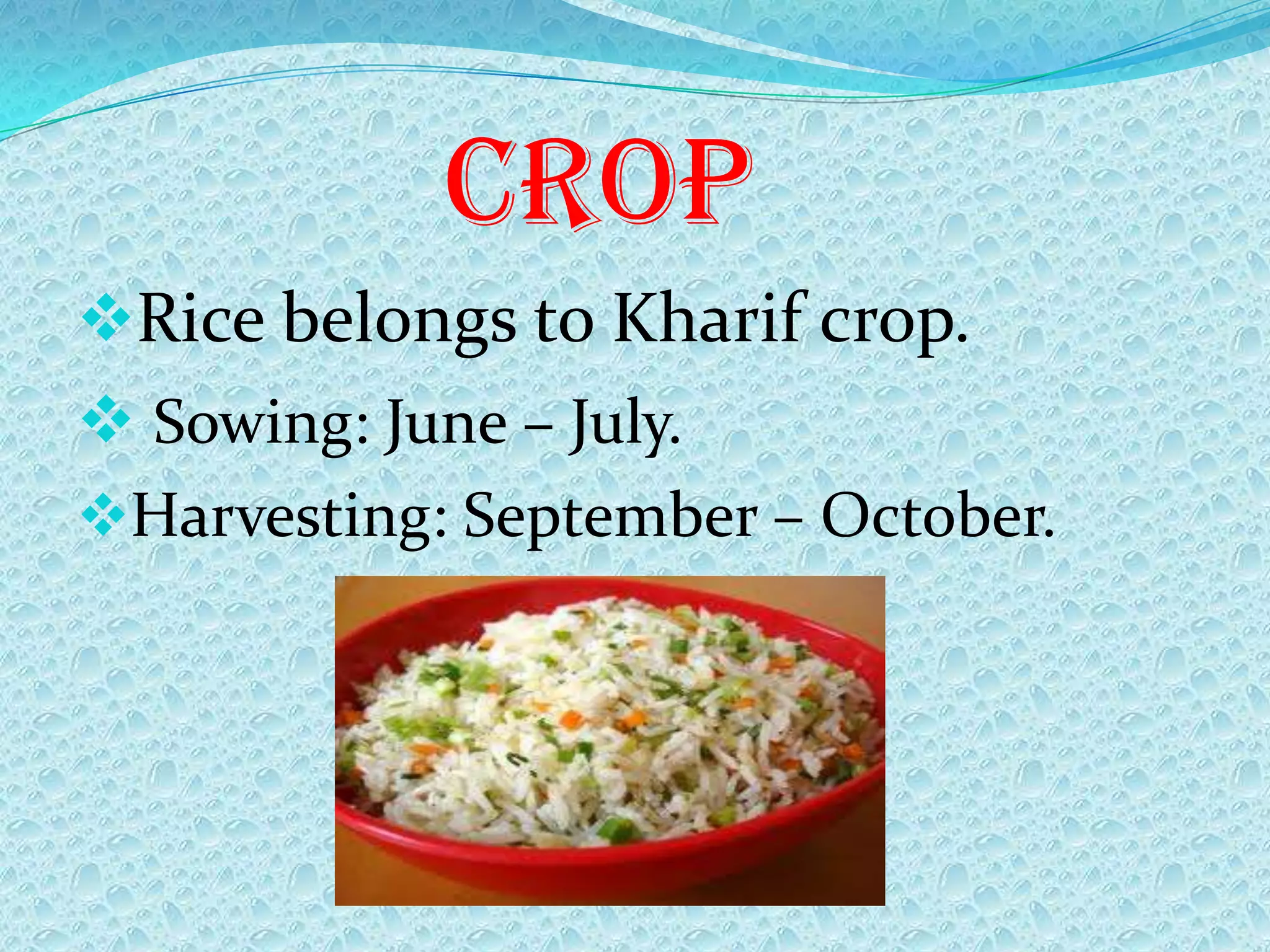 crop
Rice belongs to Kharif crop.
Sowing: June – July.
Harvesting: September – October.