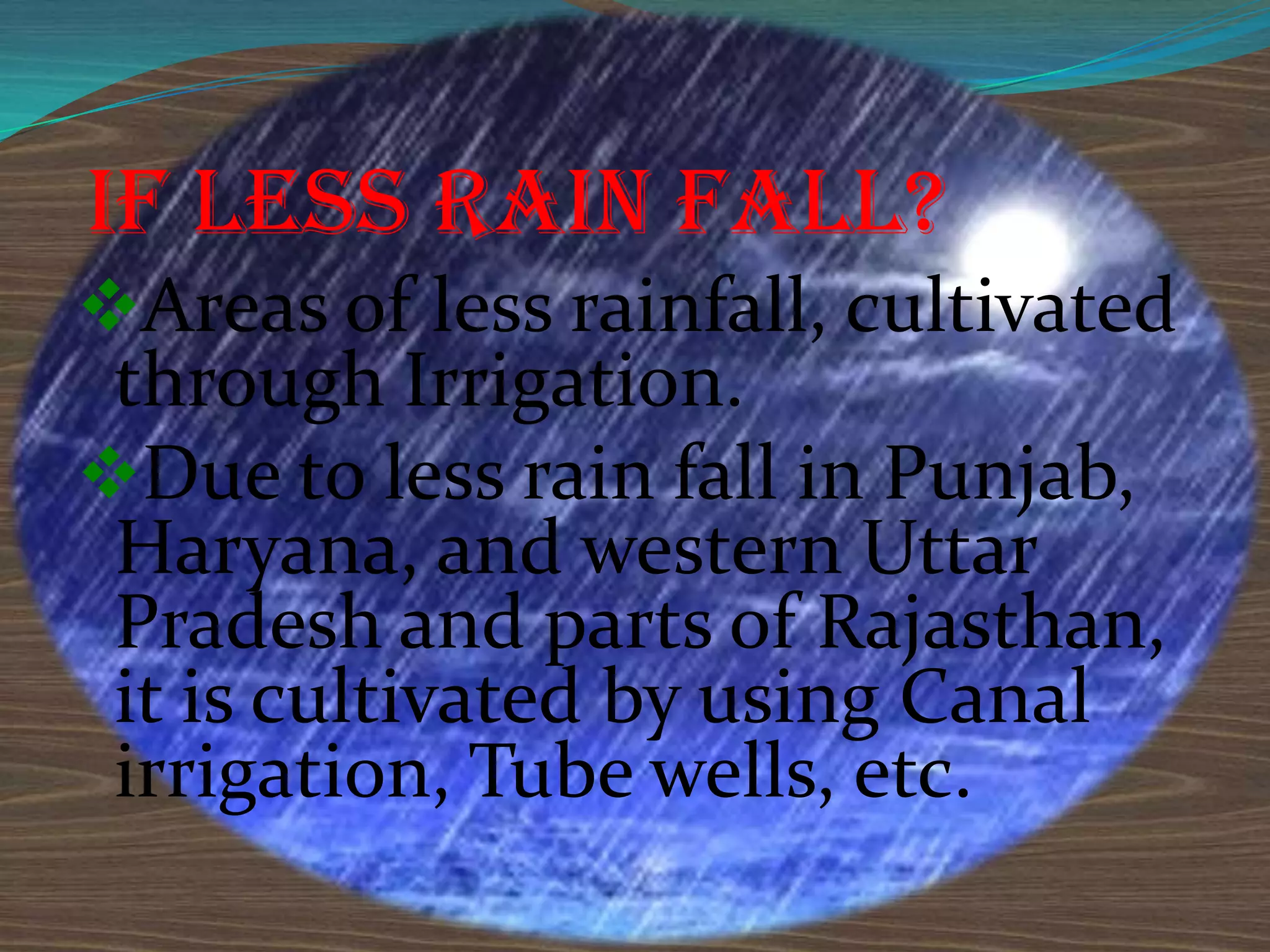 if less rain fALL?
Areas of less rainfall, cultivated
through Irrigation.
Due to less rain fall in Punjab,
Haryana, and western Uttar
Pradesh and parts of Rajasthan,
it is cultivated by using Canal
irrigation, Tube wells, etc.