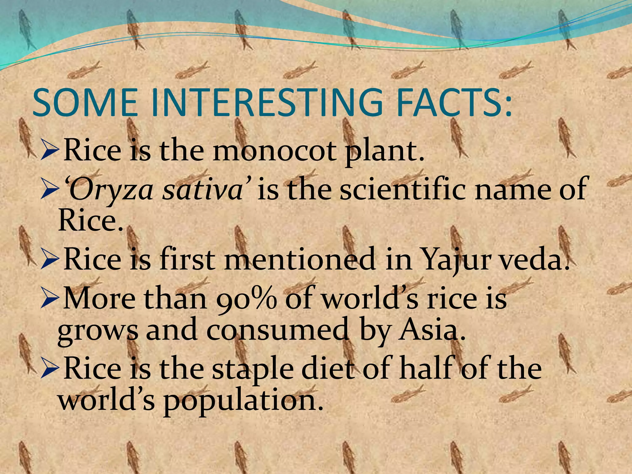 SOME INTERESTING FACTS:
Rice is the monocot plant.
‘Oryza sativa’ is the scientific name of
Rice.
Rice is first mentioned in Yajur veda.
More than 90% of world’s rice is
grows and consumed by Asia.
Rice is the staple diet of half of the
world’s population.