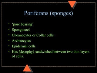 Poriferans and Placozoans