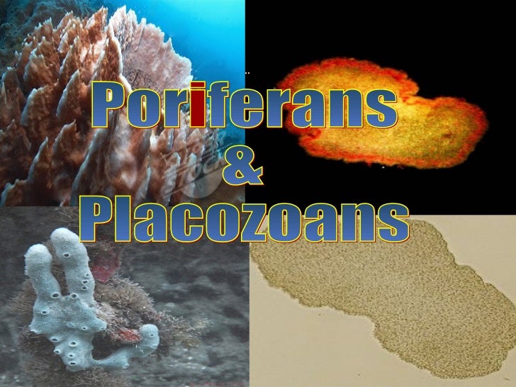 Poriferans and Placozoans