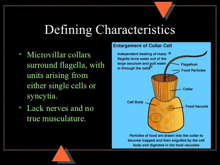 Poriferans And Placozoans