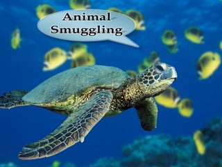 Animal smuggling