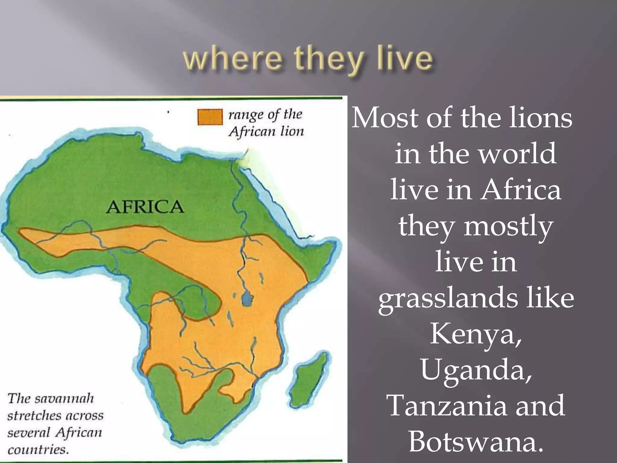 Most of the lions
   in the world
  live in Africa
   they mostly
       live in
 grasslands like
      Kenya,
     Uganda,
  Tanzania and
    Botswana.
 