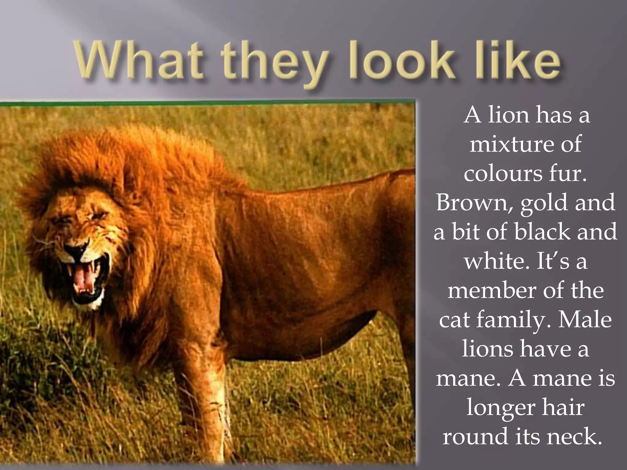 A lion has a
    mixture of
   colours fur.
Brown, gold and
a bit of black and
   white. It’s a
 member of the
cat family. Male
   lions have a
mane. A mane is
    longer hair
 round its neck.
 