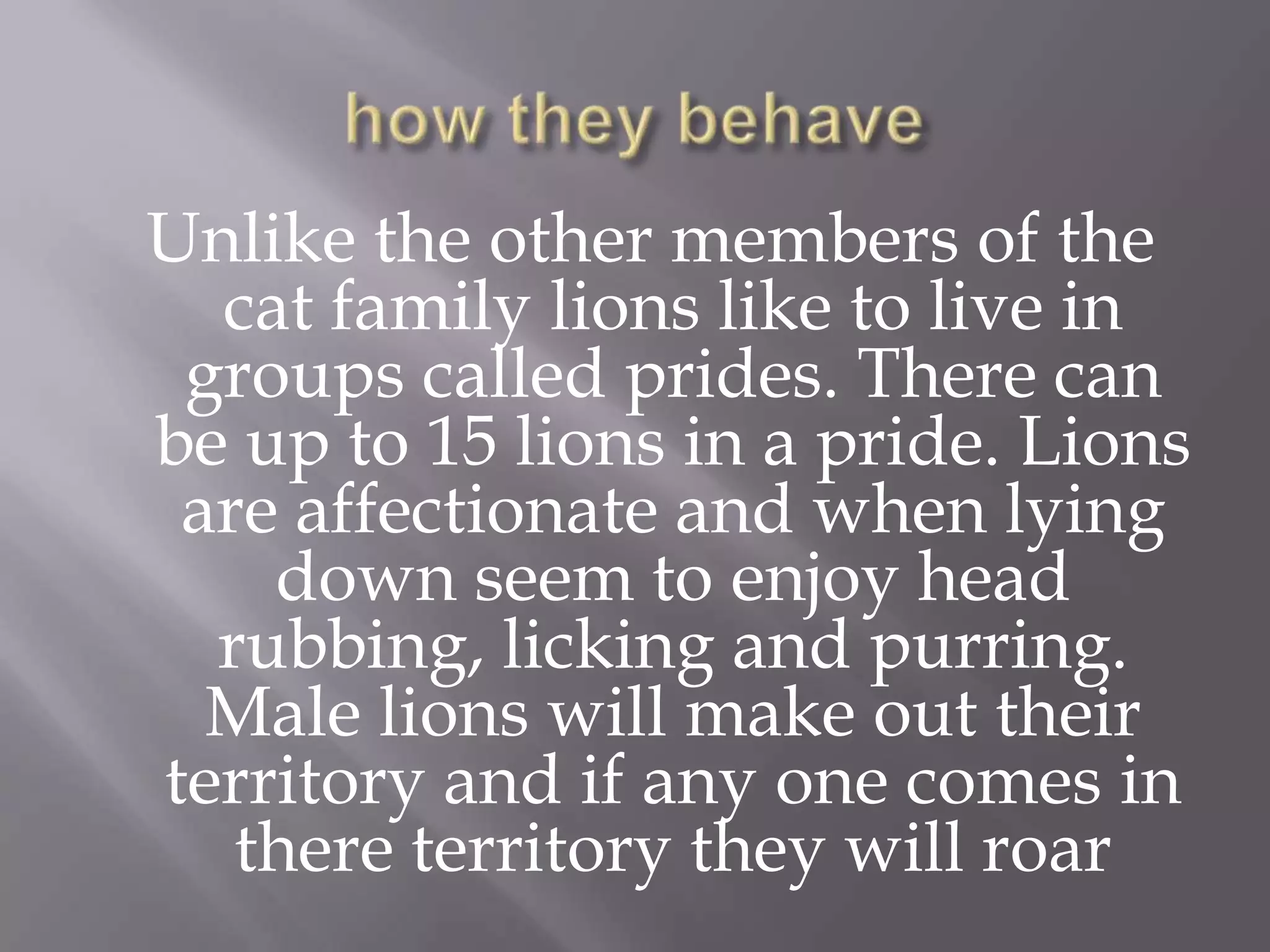 Unlike the other members of the
  cat family lions like to live in
 groups called prides. There can
be up to 15 lions in a pride. Lions
 are affectionate and when lying
    down seem to enjoy head
  rubbing, licking and purring.
  Male lions will make out their
territory and if any one comes in
   there territory they will roar
 