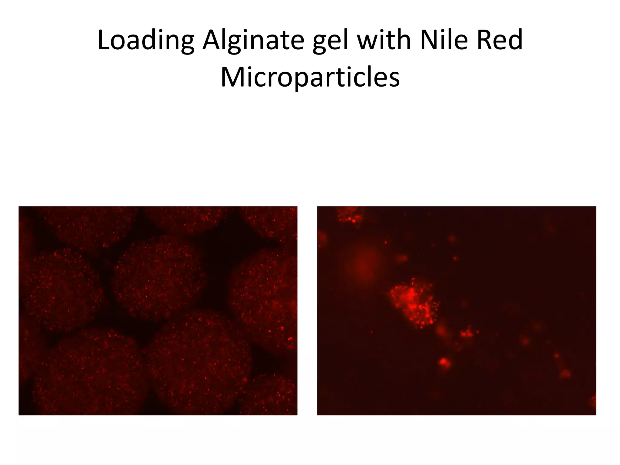 Loading Alginate gel with Nile Red
         Microparticles
 