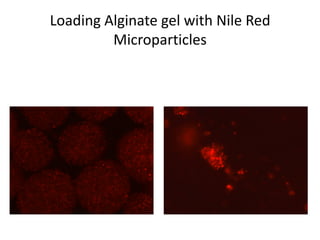 Loading Alginate gel with Nile Red
         Microparticles
 