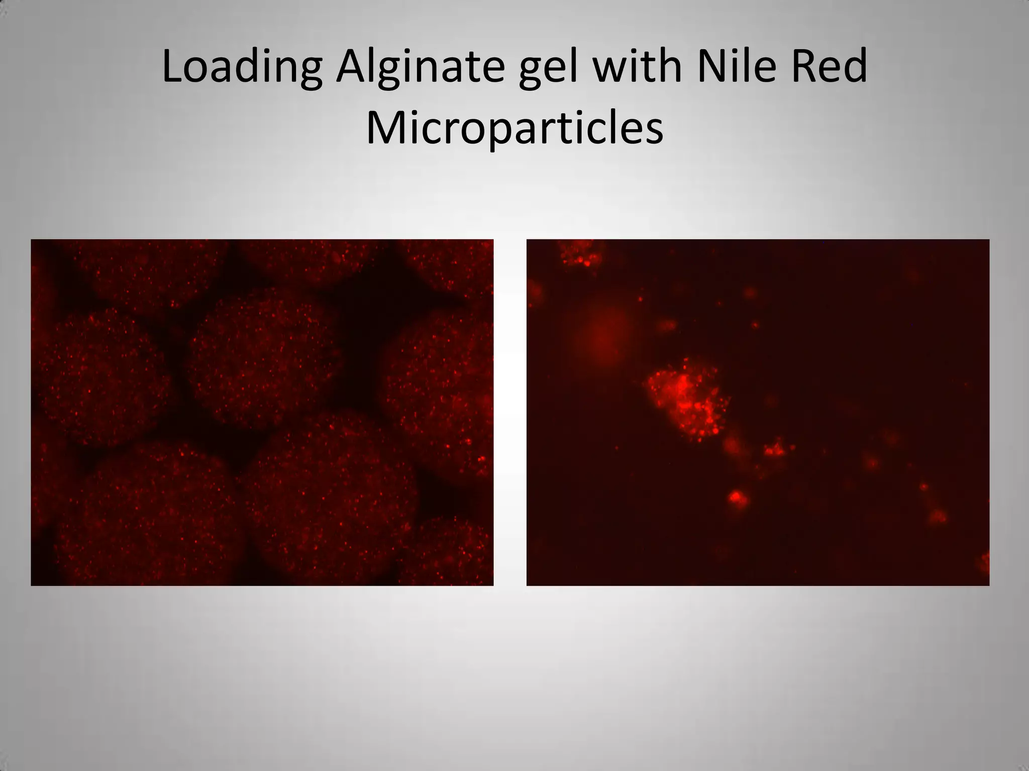 Loading Alginate gel with Nile Red
         Microparticles
 