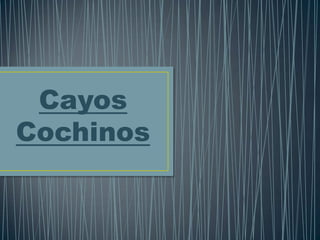 Cayos
Cochinos
 