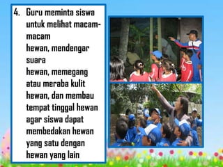 4. Guru meminta siswa
   untuk melihat macam-
   macam
   hewan, mendengar
   suara
   hewan, memegang
   atau meraba kulit
   hewan, dan membau
   tempat tinggal hewan
   agar siswa dapat
   membedakan hewan
   yang satu dengan
   hewan yang lain
 