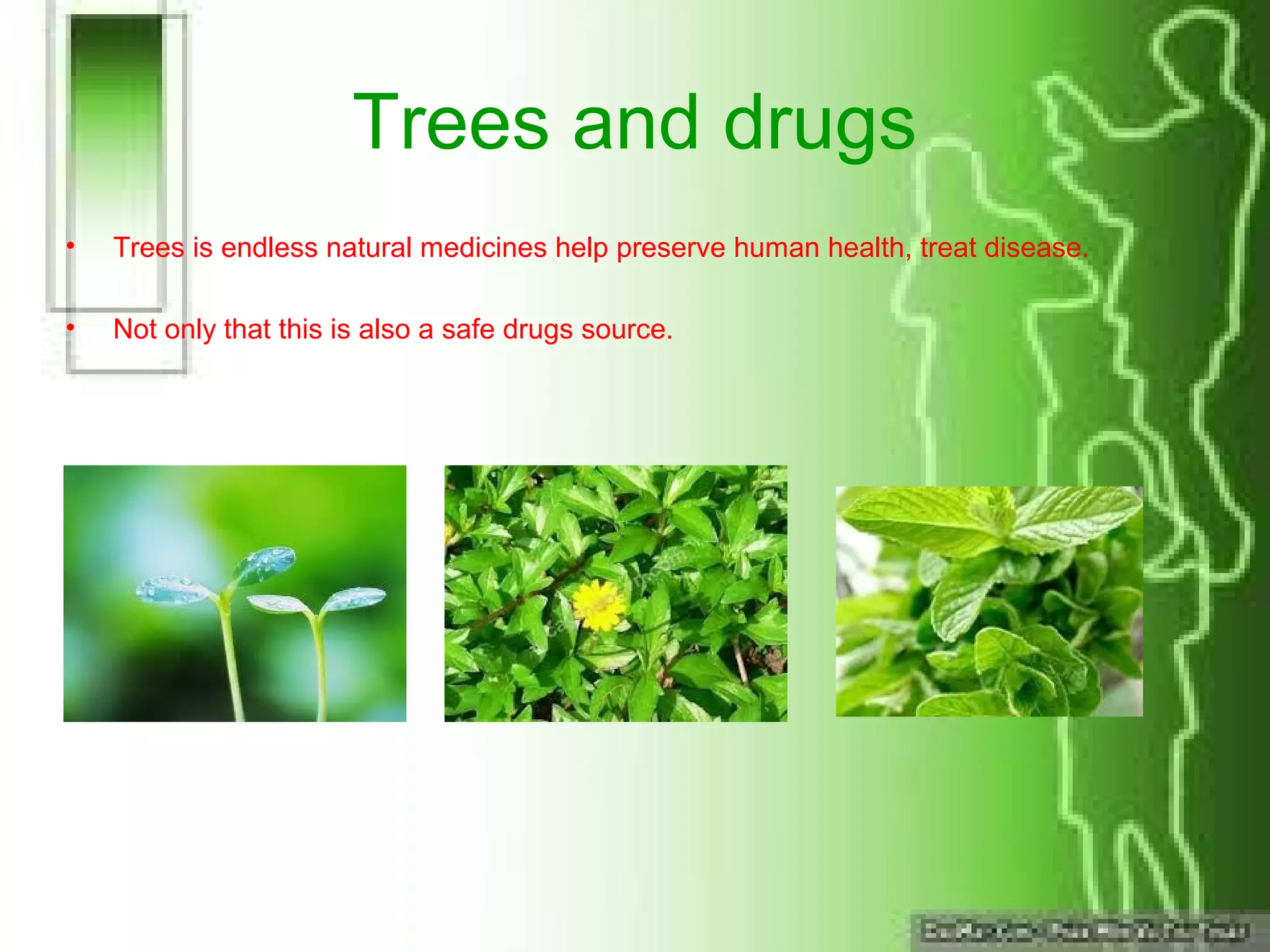 Trees and drugs
• Trees is endless natural medicines help preserve human health, treat disease.
• Not only that this is also a safe drugs source.