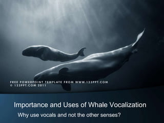 Importance and Uses of Whale Vocalization
 Why use vocals and not the other senses?
 