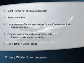 Orca Language Presentation1 | PPT