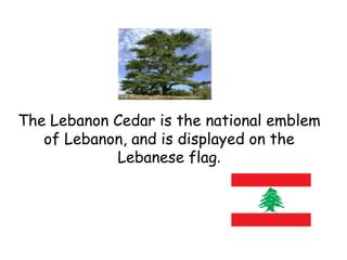 The Lebanon Cedar is the national emblem
   of Lebanon, and is displayed on the
            Lebanese flag.
 