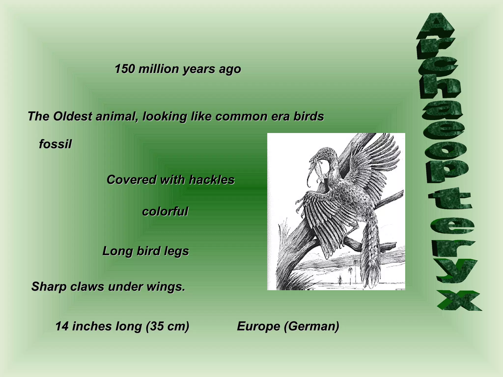 150 million years ago Archaeopteryx The Oldest animal, looking like  common  e ra  birds fossil Covered with hackles Long bird legs Sharp claws under wings. Europe (German) 14 inches long (35 cm) colorful 