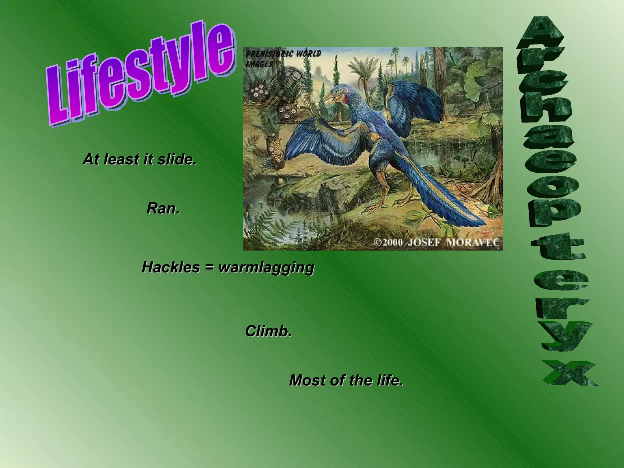 Archaeopteryx Lifestyle At least it slide. Ran. Hackles = warmlagging Climb. Most of the life. 