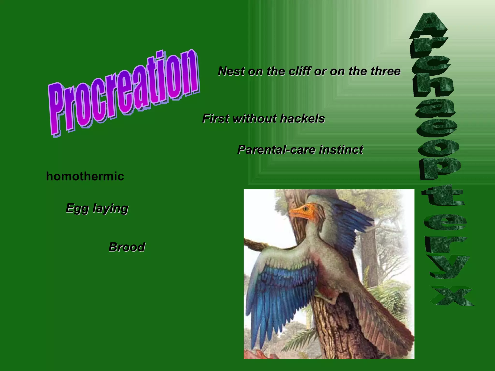 Archaeopteryx Procreation homothermic   Egg laying Brood Nest on the cliff or on the three First without hackels Parental -care  instinct   