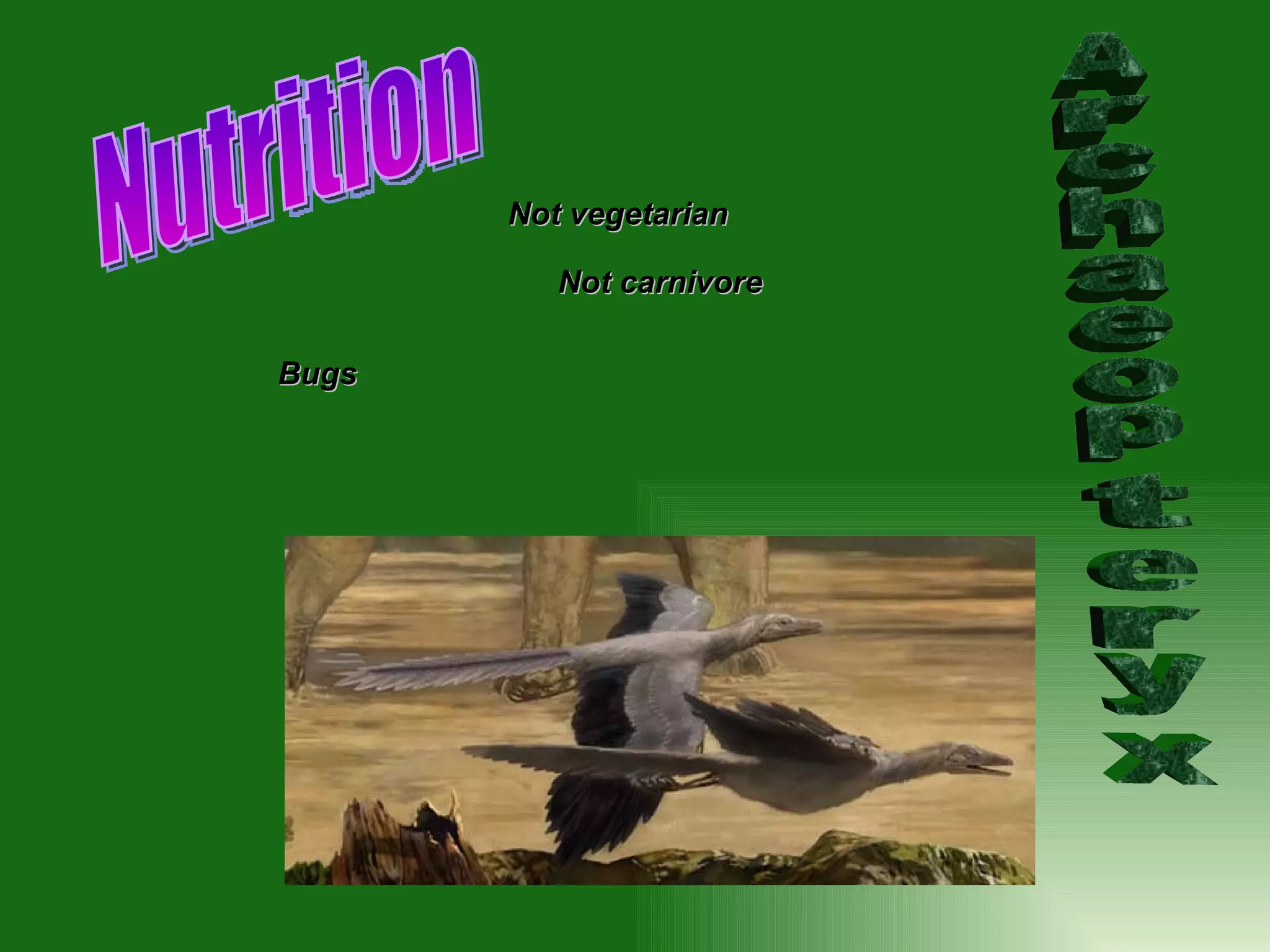 Archaeopteryx Nutrition Not carnivore Not  vegetarian   Bugs 