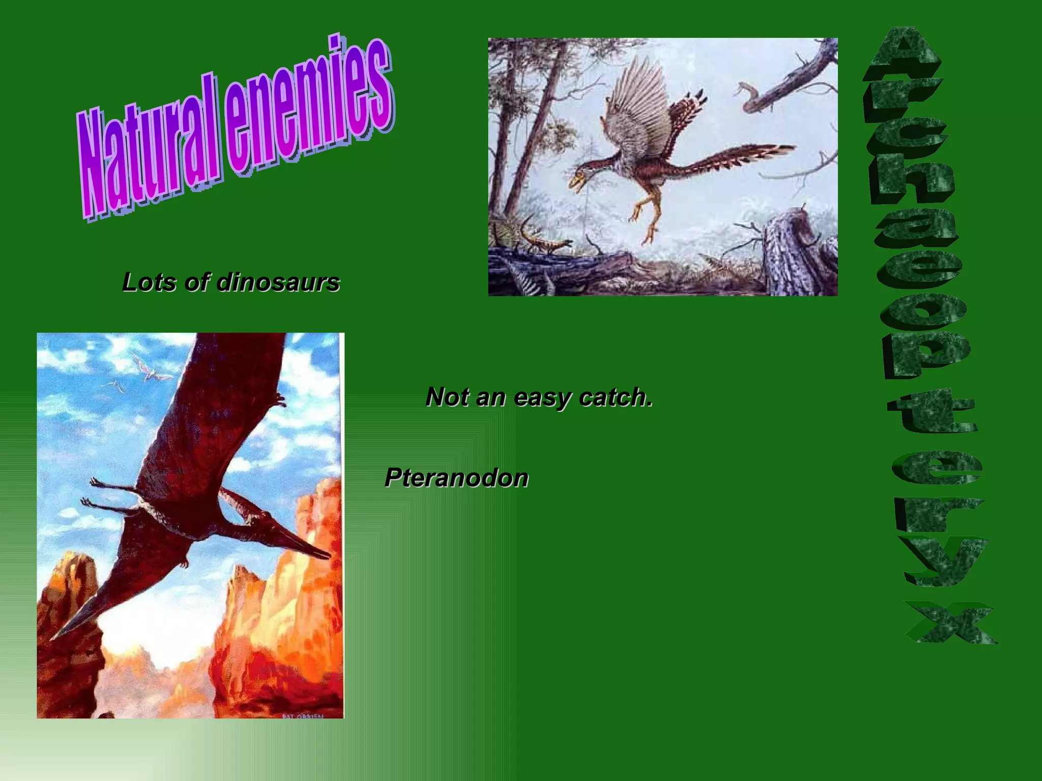 Archaeopteryx Natural enemies Lots of dinosaurs Not an easy catch. Pteranodon 