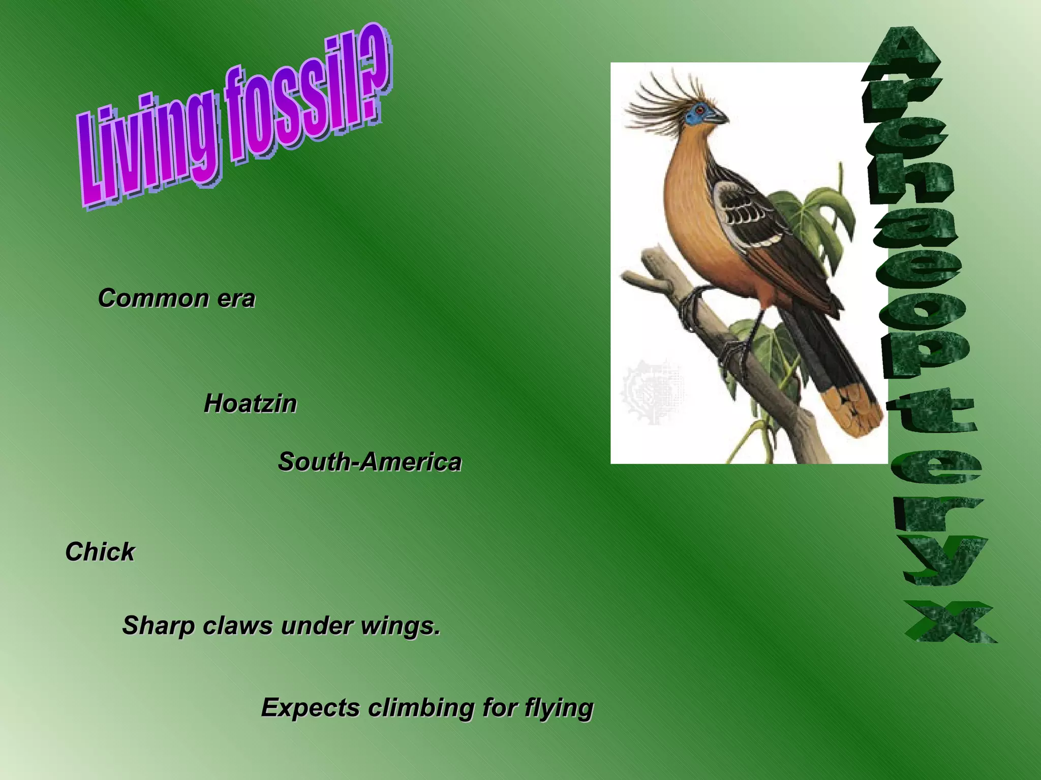 Living fossil? Common era H oatzin  South-America Chick Sharp claws under wings. Archaeopteryx Expects climbing for flying 