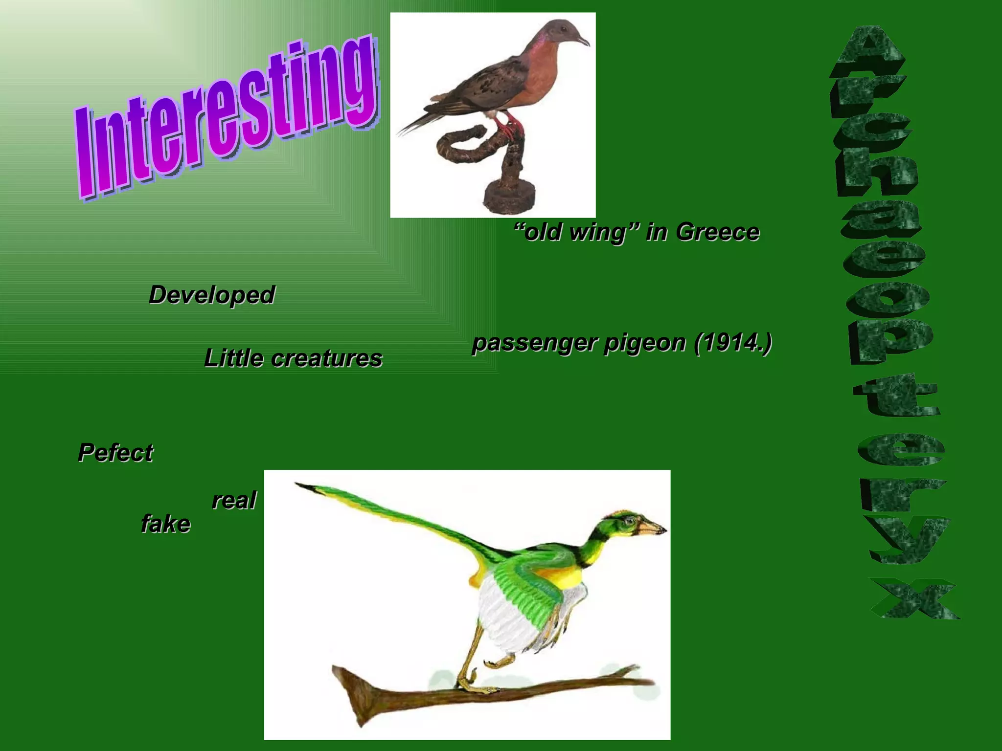 Interesting Archaeopteryx Developed Little creatures Pefect fake real “ old wing” in Greece   passenger pigeon (1914.)  