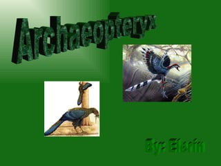 Archaeopteryx By: Elerin 