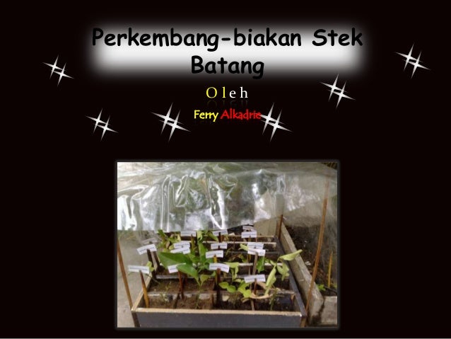 stek batang jeruk purut