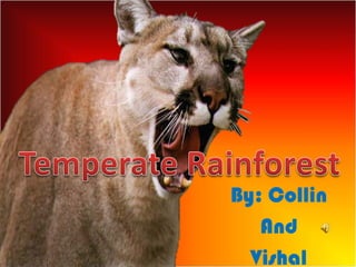 By: Collin
And
Vishal