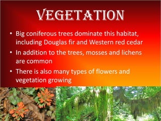 Vegetation
• Big coniferous trees dominate this habitat,
including Douglas fir and Western red cedar
• In addition to the trees, mosses and lichens
are common
• There is also many types of flowers and
vegetation growing