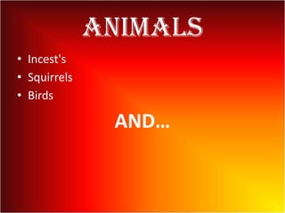 Animals
• Incest's
• Squirrels
• Birds
AND…