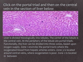 Click on the portal triad and then on the central
 vein in the section of liver below




• Liver is divided histologically into lobules. The center of the lobule is
  the central vein. At the periphery of the lobule are portal triads.
  Functionally, the liver can be divided into three zones, based upon
  oxygen supply. Zone 1 encircles the portal tracts where the
  oxygenated blood from hepatic arteries enters. Zone 3 is located
  around central veins, where oxygenation is poor. Zone 2 is located
  in between
 