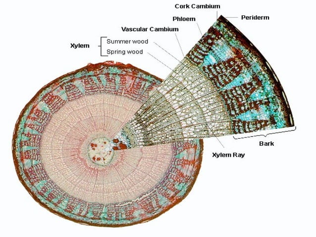 Roots, Root System, Root Structure, Root Cap & Root Development | PPT