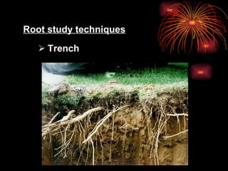 Rootworking Roots, Root System, Root Structure, Root Cap & Root Development | PPT