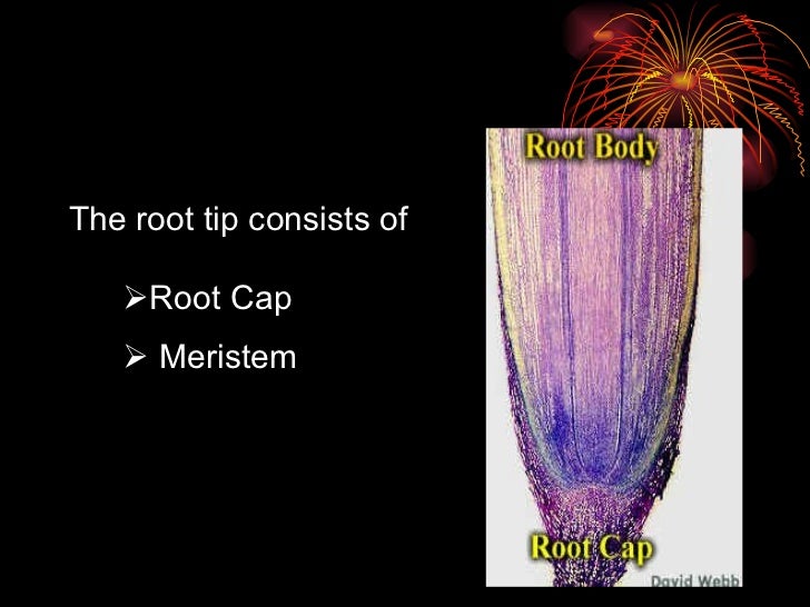 Roots, Root System, Root Structure, Root Cap & Root Development