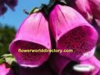 flowerworlddirectory.com 