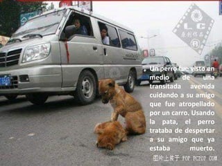 Un perro fue visto en medio de una transitada avenida cuidando a su amigo que fue atropellado por un carro. Usando la pata, el perro trataba de despertar a su amigo que ya estaba muerto. 