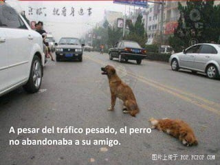A pesar del tráfico pesado, el perro no abandonaba a su amigo. 