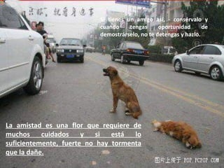 Si tienes un amigo así, ­ consérvalo y cuando tengas oportunidad de demostrárselo, no te detengas y hazlo.  La amistad es una flor que requiere de muchos cuidados y si está lo suficientemente, fuerte no hay tormenta que la dañe.   