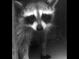 C:ocuments and SettingsAy Documentsresentationawn's raccoons 005.jpg 