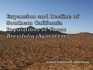 Expansion and Decline of Southern California Populations of Yucca Brevifolia (Agavaceae) Jeffrey Collins and Chris Smith 