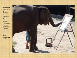 The Right Side of the Brain:EmotionArtMusicCreativityIntuition“heart”The Elephant 