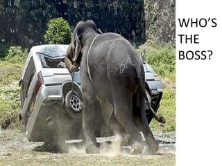 WHO’S THE BOSS?