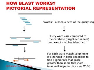 Query Sequence

                               “words” (subsequences of the query sequ




                                   Query words are compared to
                                   the database (target sequences)
                                   and exact matches identified



                                 For each word match, alignment
                                 is extended in both directions to
                                 find alignments that score
                                 greater than some threshold
(Schneider and La Rota 2000)     (maximal segment pairs, or MSPs)
 