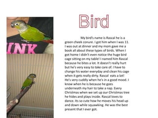 My bird’s name is Rascal he is a
green cheek conure. I got him when I was 11.
I was out at dinner and my mom gave me a
book all about these types of birds. When I
got home I didn’t even notice the huge bird
cage sitting on my table! I named him Rascal
because he bites a lot. It doesn't really hurt
but he's very easy to take care of. I have to
change his water everyday and clean his cage
when it gets really dirty. Rascal eats a lot!
He's very cuddly when he's in a good mood. I
know when he is because he goes
underneath my hair to take a nap. Every
Christmas when we set up our Christmas tree
he hides and plays inside. Rascal loves to
dance. Its so cute how he moves his head up
and down while squawking. He was the best
present that I ever got.
 