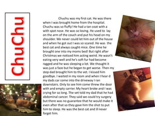 Chuchu was my first cat. He was there
when I was brought home from the hospital.
Chuchu was so fluffy! He had a tan coat with a
with spot nose. He was so loving. He used to lay
on the arm of the couch and put his head on my
shoulder. We never could let him out of the house
and when he got out I was so scared. He was the
best cat and always caught mice. One time he
brought one into my moms bed! But right after
Christmas we noticed him acting weird. He wasn’t
eating very well and he's soft fur had become
ragged and he was sleeping a lot. We thought it
was just a faze but he began to get worse. Then my
step dad brought him to the vet. I kissed him
goodbye. I waited in my room and when I hear d
my dads car come into the driveway I ran
downstairs. Only to see him come threw the door
with and empty carrier. My heart broke and I was
crying for so long. The vet told my dad that he had
abdominal cancer. They said we could try surgery
but there was no guarantee that he would make it
even after that so they gave him the shot to put
him to sleep. He was the best cat and ill never
forget him.
 