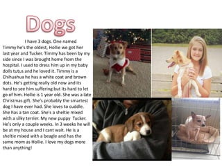 I have 3 dogs. One named
Timmy he's the oldest, Hollie we got her
last year and Tucker. Timmy has been by my
side since I was brought home from the
hospital. I used to dress him up in my baby
dolls tutus and he loved it. Timmy is a
Chihuahua he has a white coat and brown
dots. He's getting really old now and its
hard to see him suffering but its hard to let
go of him. Hollie is 1 year old. She was a late
Christmas gift. She's probably the smartest
dog I have ever had. She loves to cuddle.
She has a tan coat. She's a sheltie mixed
with a silky terrier. My new puppy Tucker.
He's only a couple weeks. In 3 weeks he will
be at my house and I cant wait. He is a
sheltie mixed with a beagle and has the
same mom as Hollie. I love my dogs more
than anything!
 
